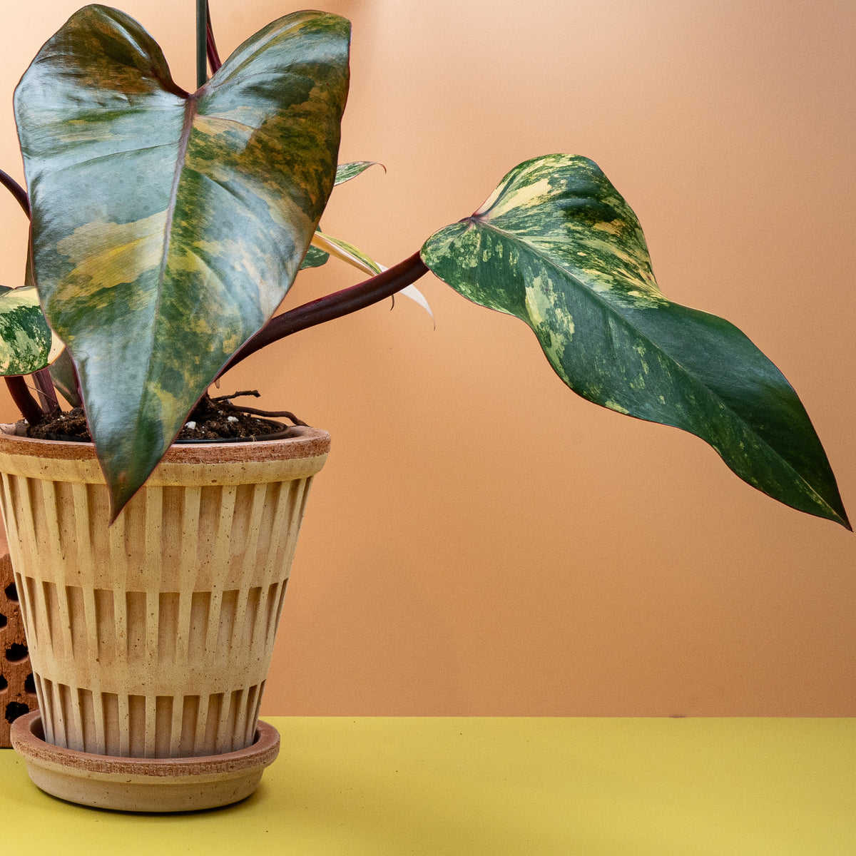 Kräftige Blattstruktur des Philodendron Strawberry Shake