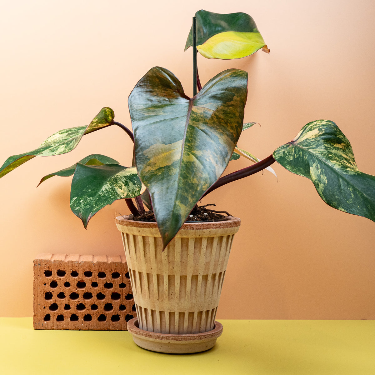 Philodendron Strawberry Shake für stilvolle Wohnräume