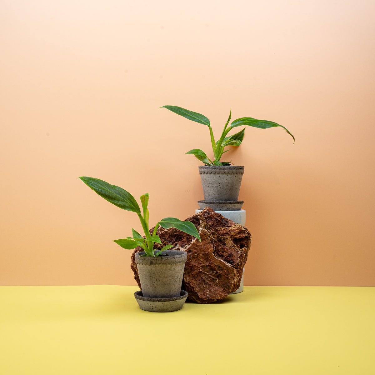 Philodendron Subhastatum – Ansicht 11