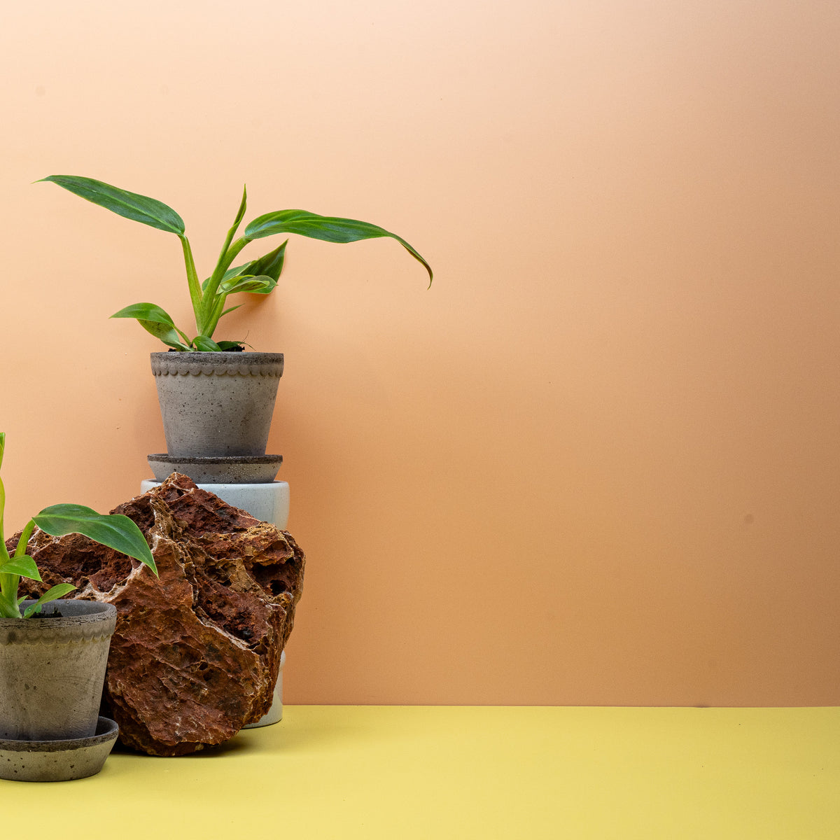 Philodendron Subhastatum – Ansicht 12