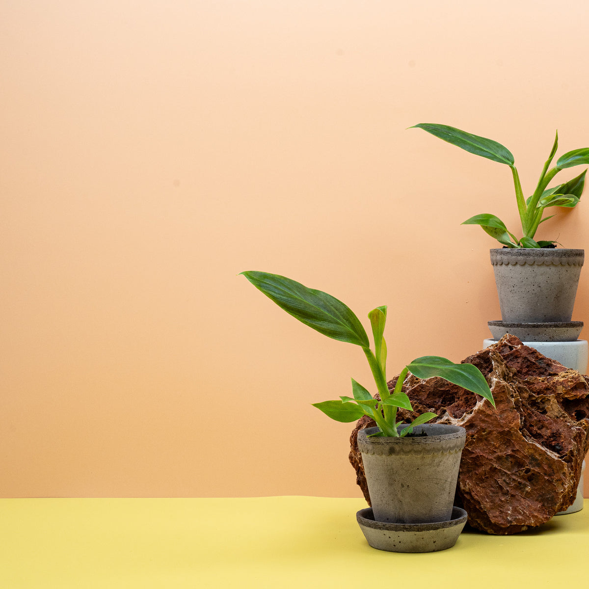 Philodendron Subhastatum – Ansicht 13