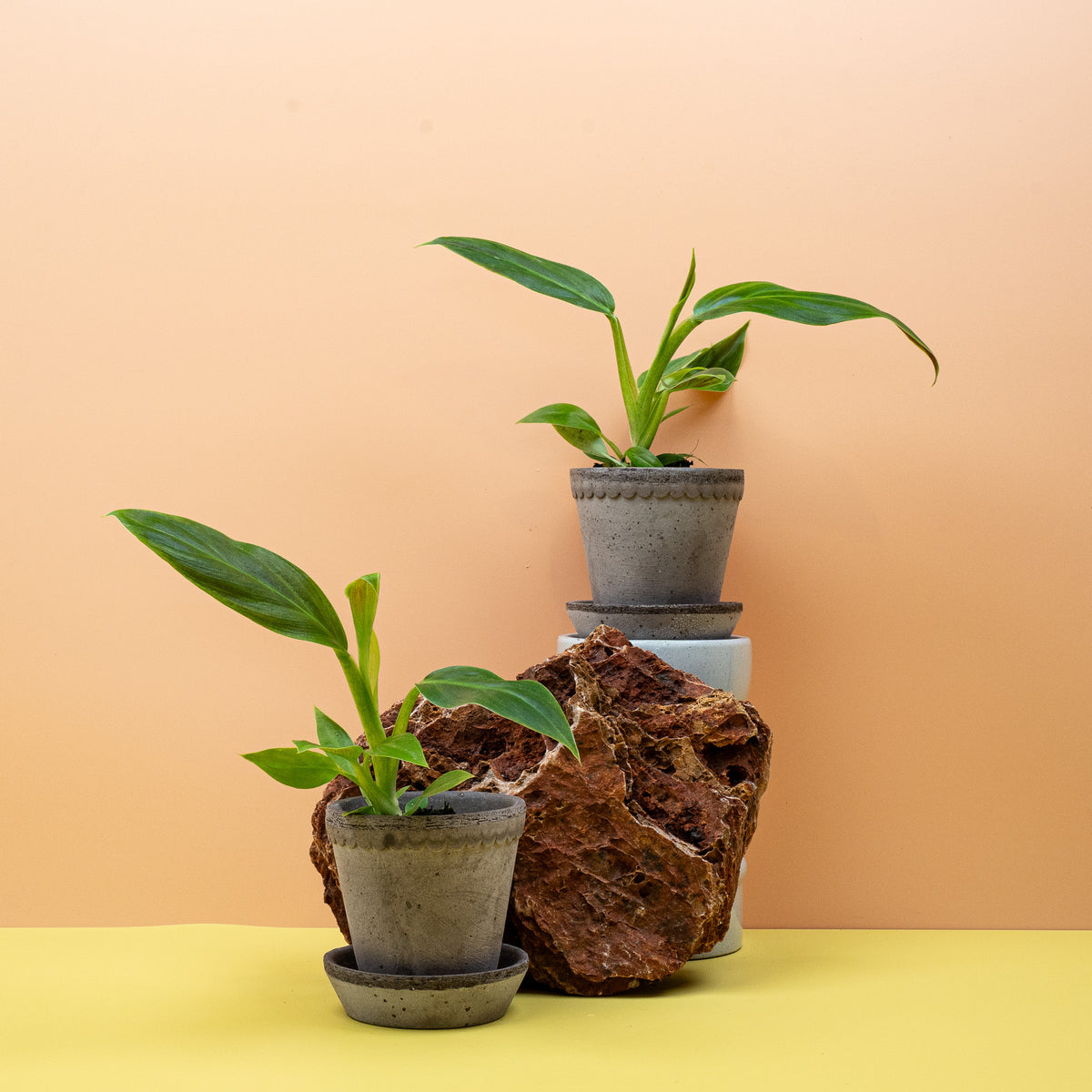Philodendron Subhastatum – Ansicht 14