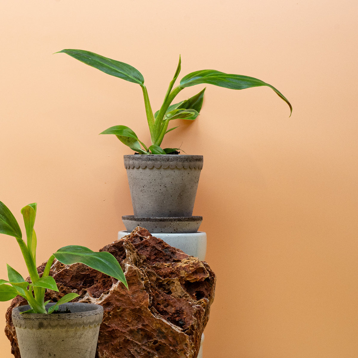 Philodendron Subhastatum – Ansicht 15