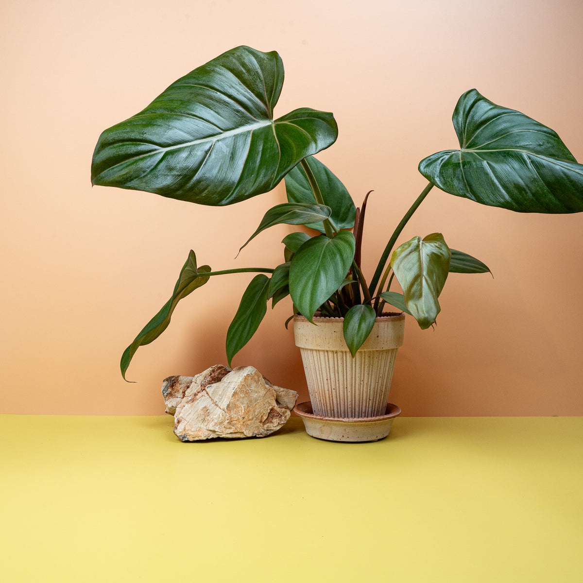 Philodendron Summer Glory, glänzende Blätter – potflourri