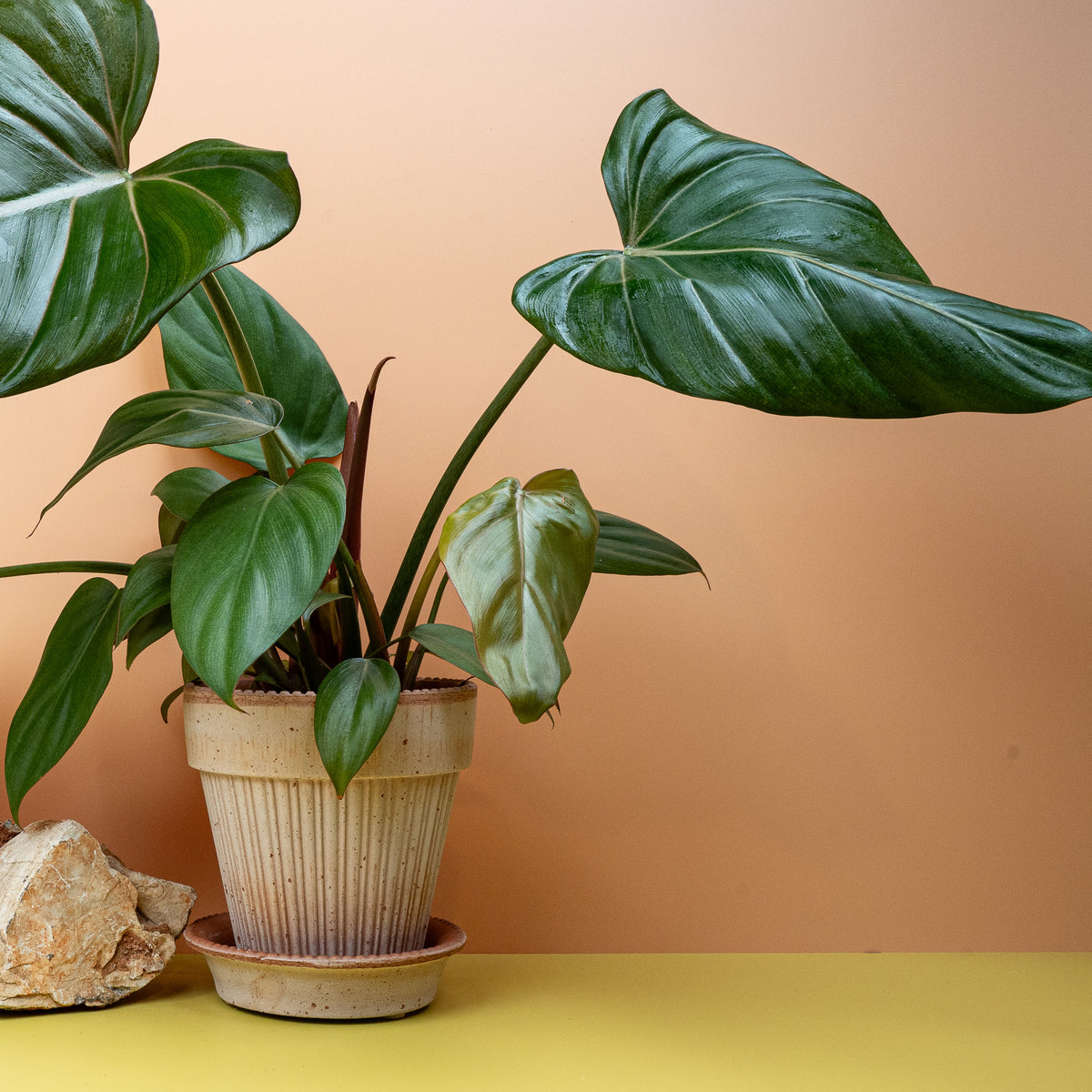 Philodendron Summer Glory, geriffelte Blattstruktur