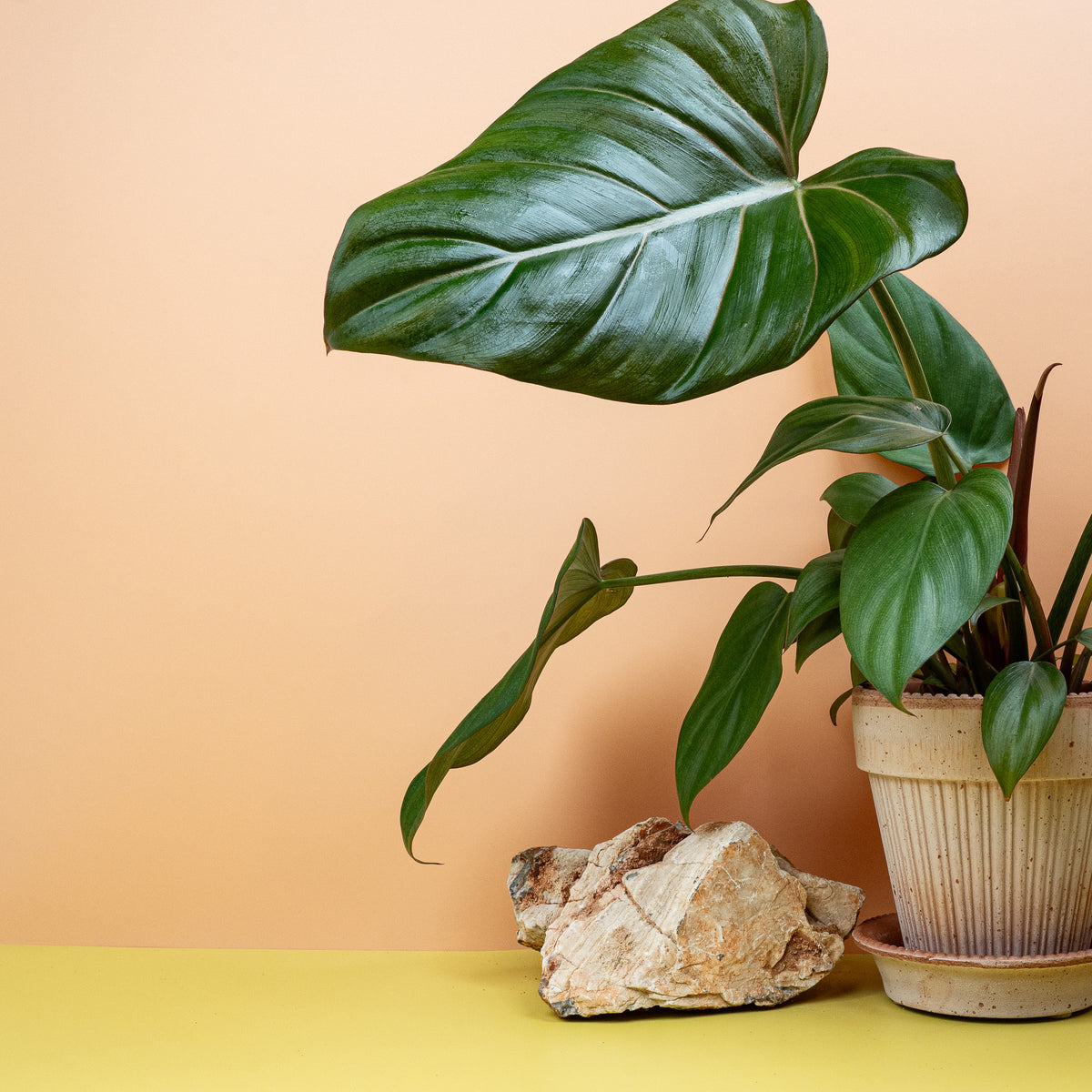 Philodendron Summer Glory, herzförmige Blattform