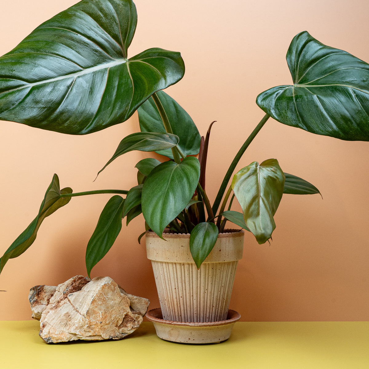 Philodendron Summer Glory, kräftiger Wuchs