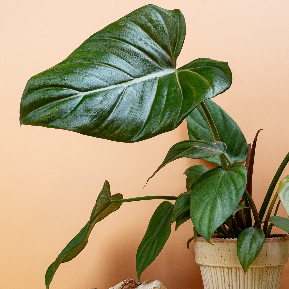 Philodendron Summer Glory im Topf