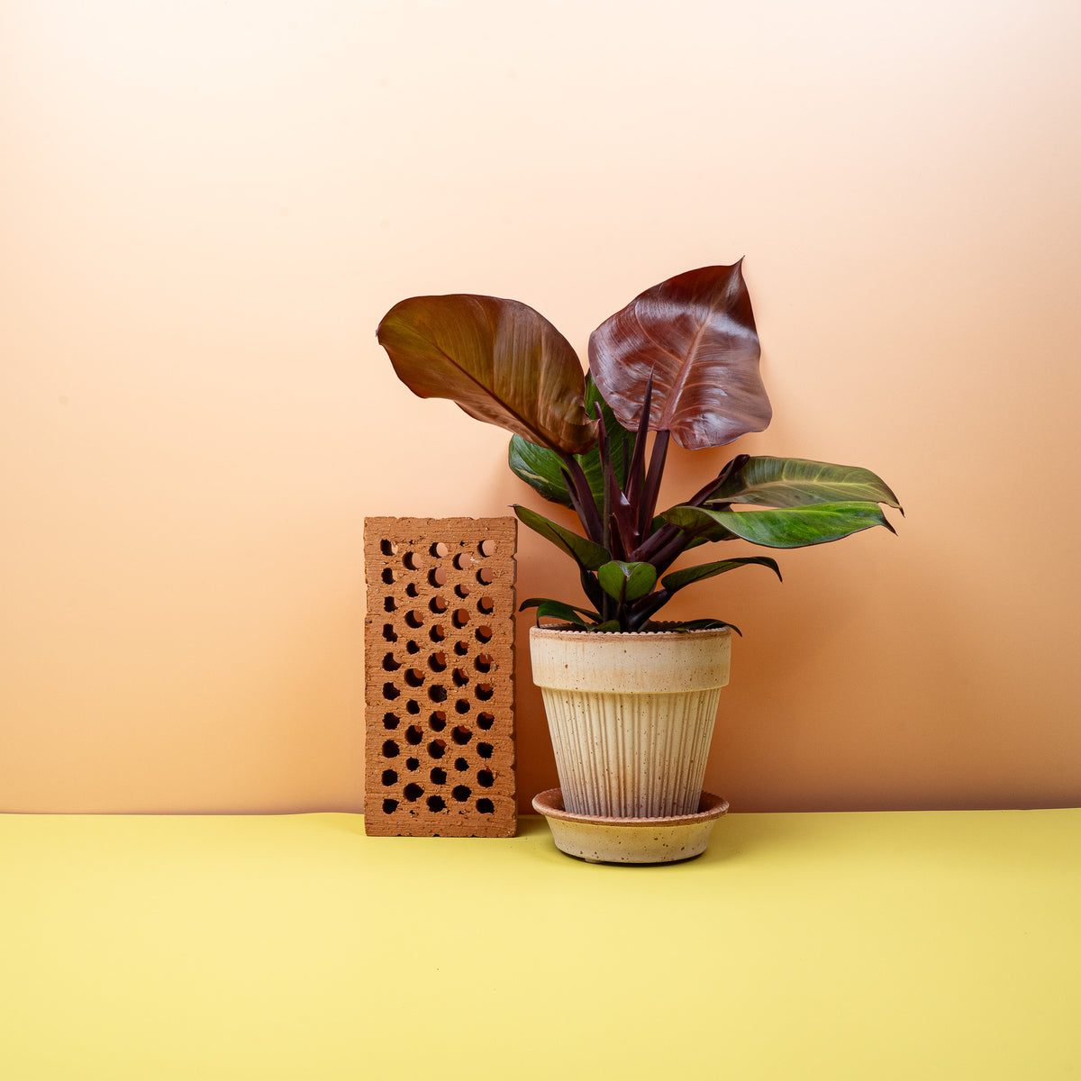 Philodendron Sunlight, leuchtende Blattfarben