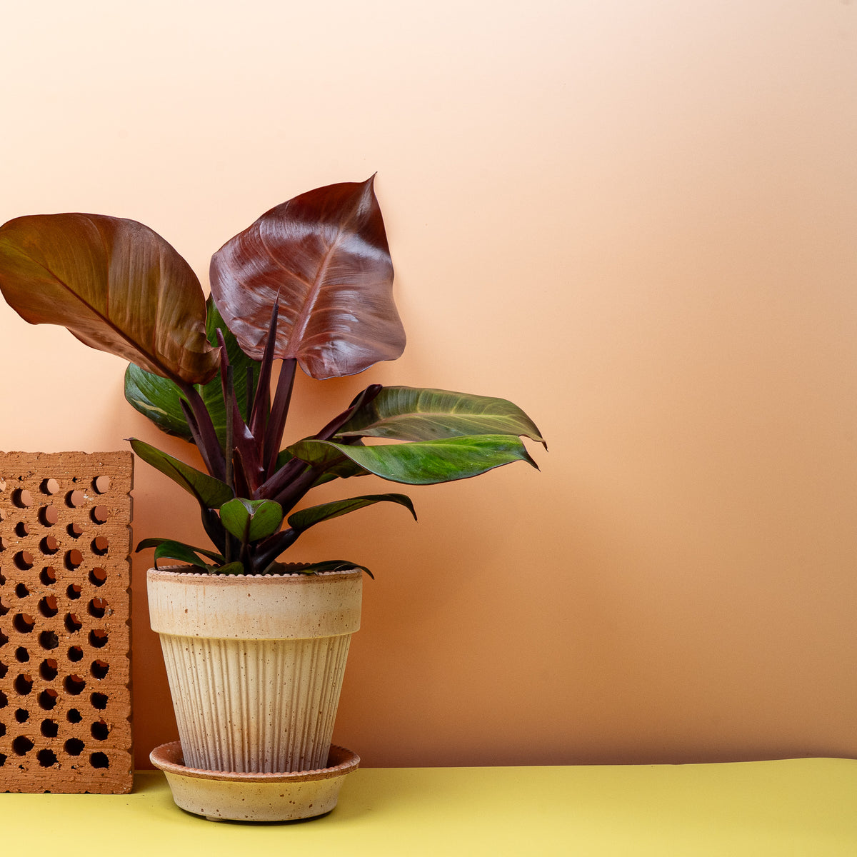 Philodendron Sunlight – lebendiger Kontrast