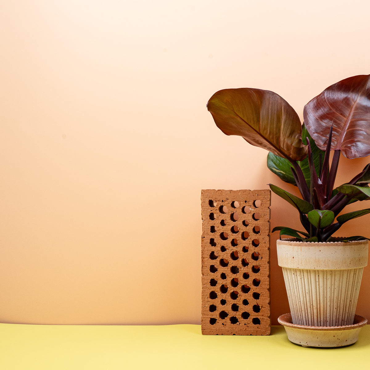 Philodendron Sunlight, robuste Pflege