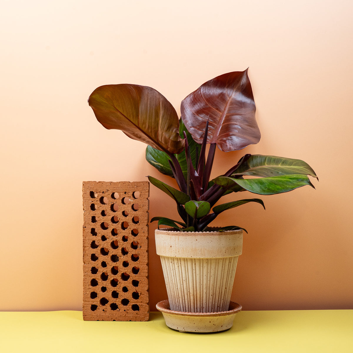 Philodendron Sunlight – warme Atmosphäre
