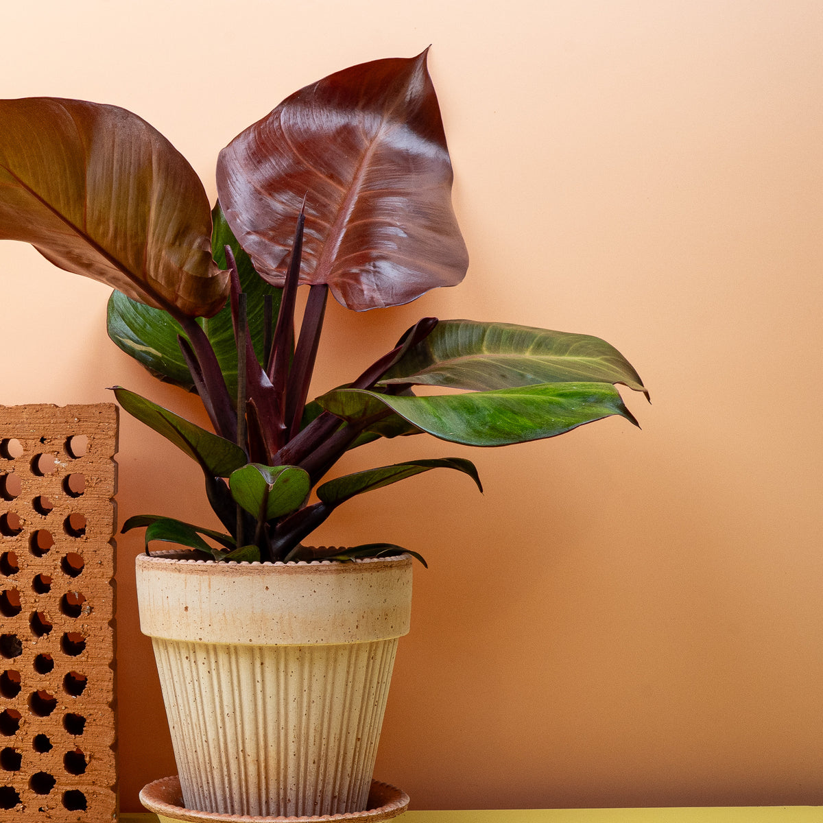 Philodendron Sunlight – Zimmerpflanze mit gelb-roten Blättern – potflourri