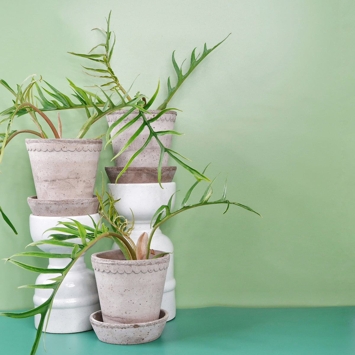 Philodendron Tortum – exotischer Charakter