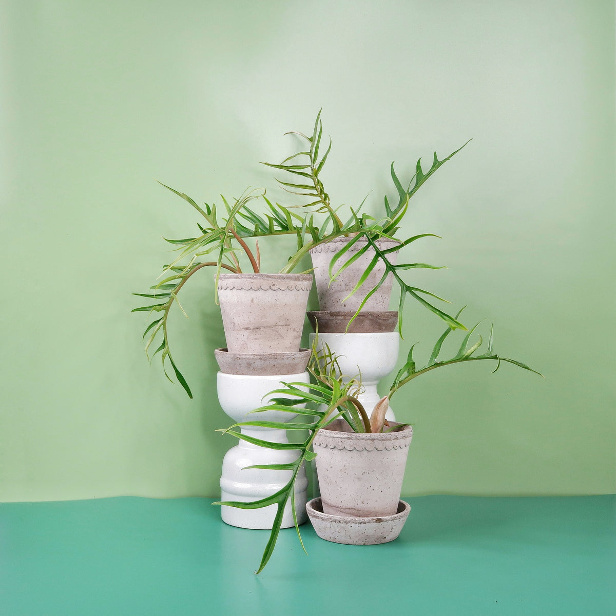 Philodendron Tortum – tief gefiederte, farnähnliche Blätter – potflourri