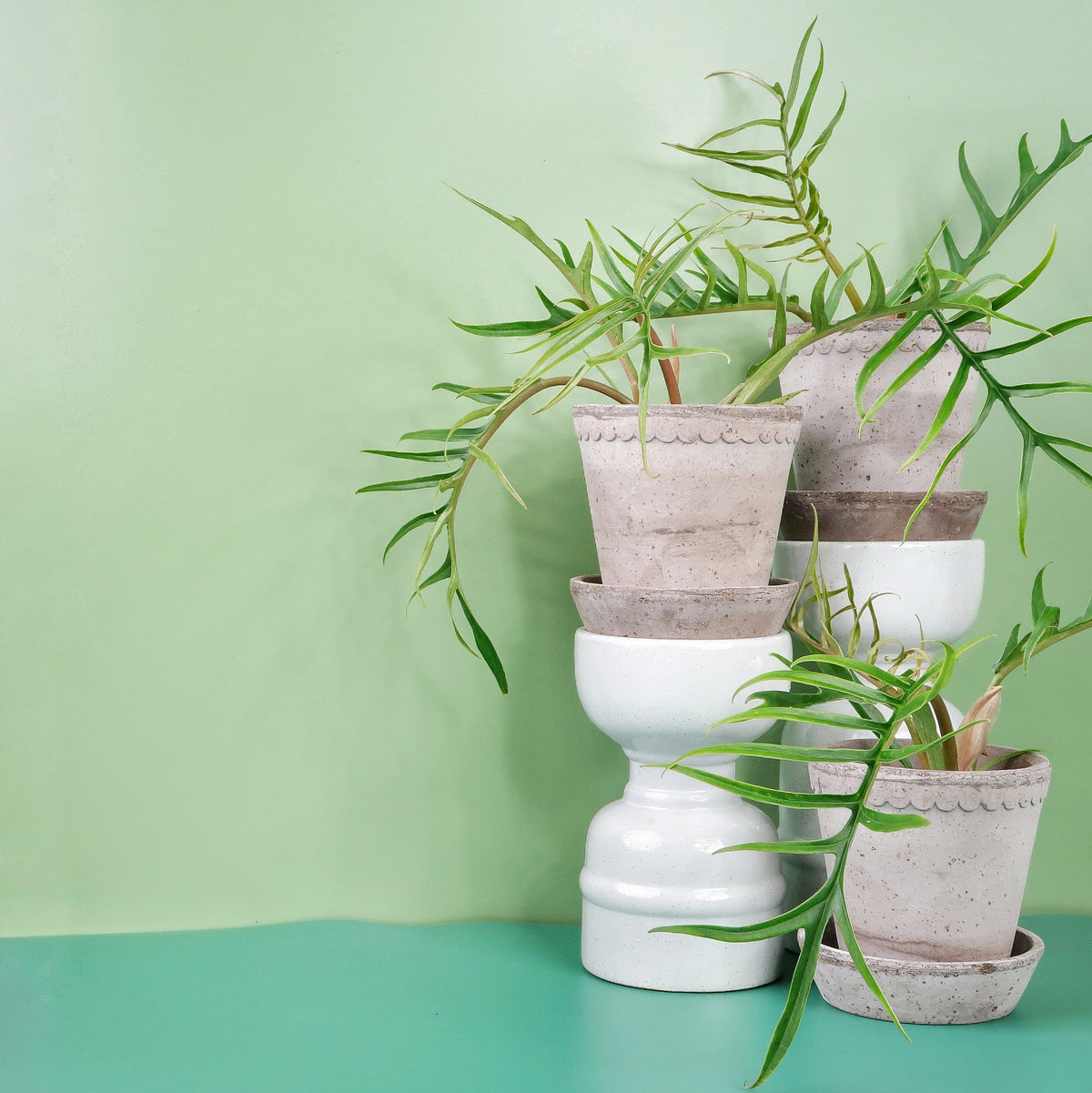 Philodendron tortum – schmale, gedrehte Blattsegmente – potflourri