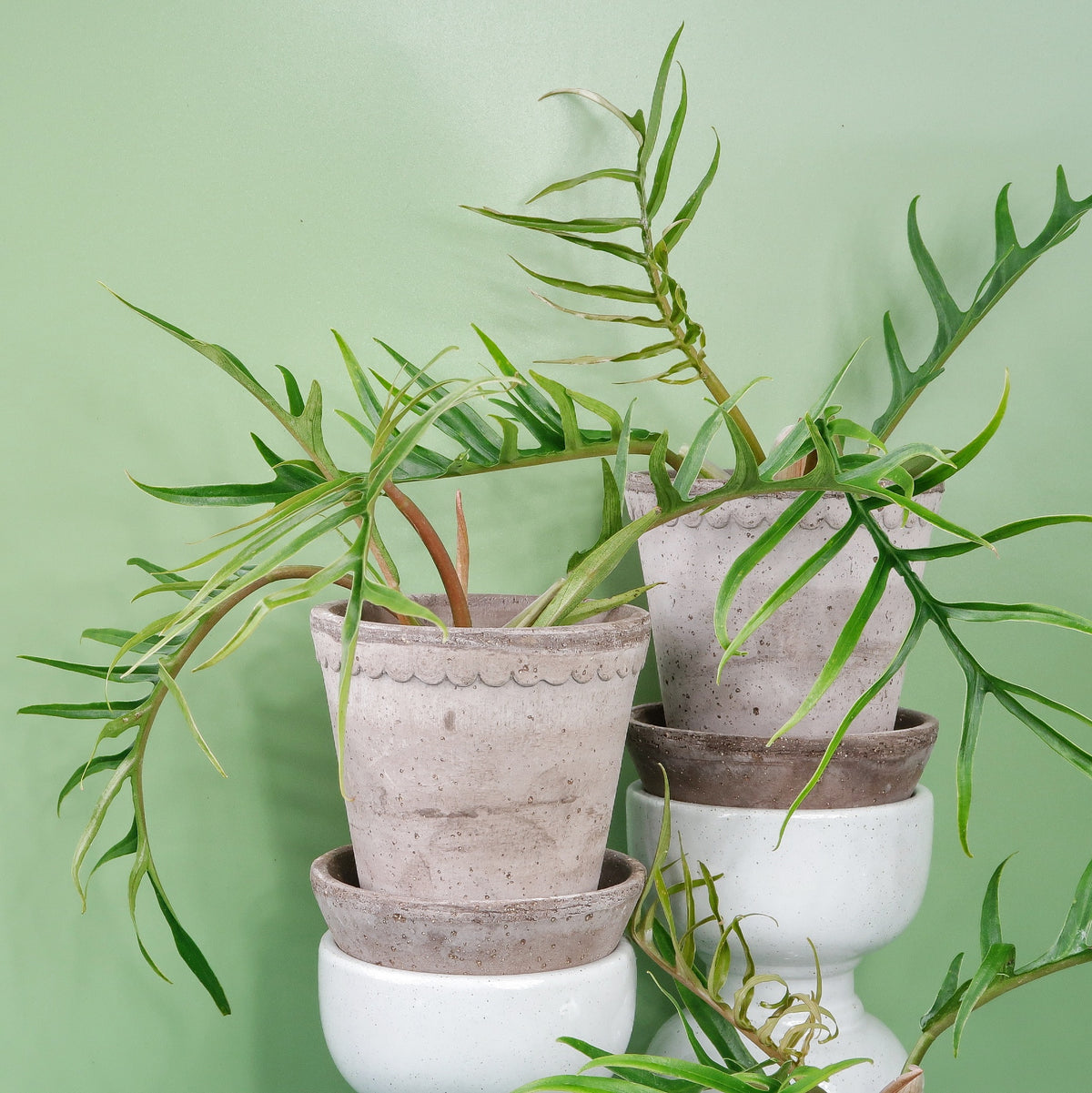 Philodendron Tortum – kletternde Zimmerpflanze aus Brasilien – potflourri
