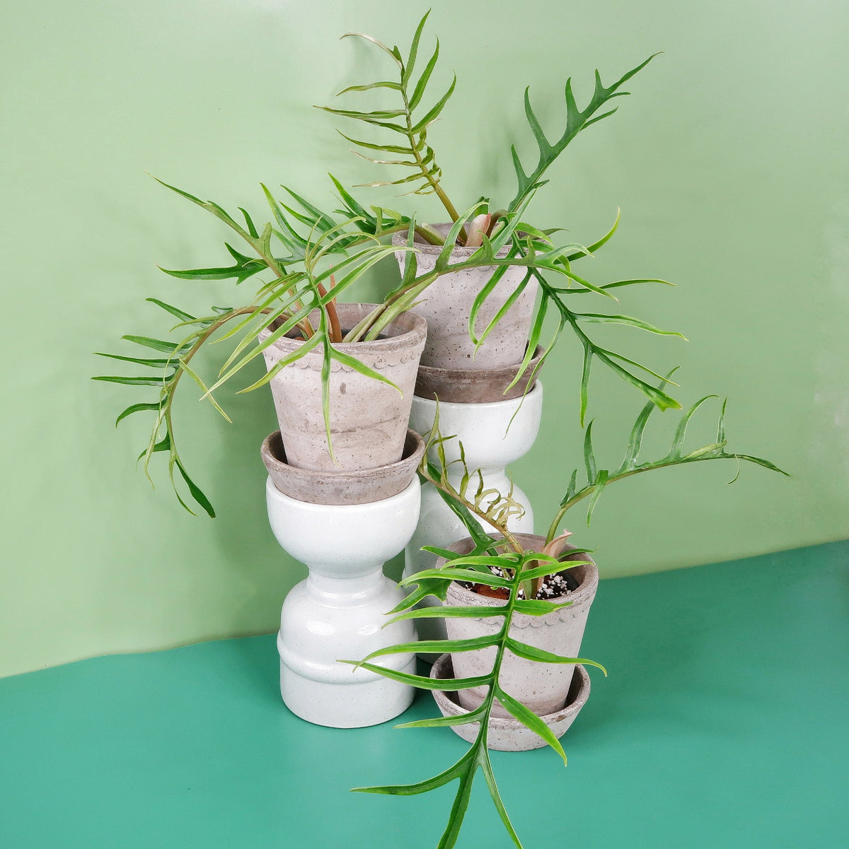 Philodendron Tortum – filigraner Blattwedel im Kulturtopf – potflourri