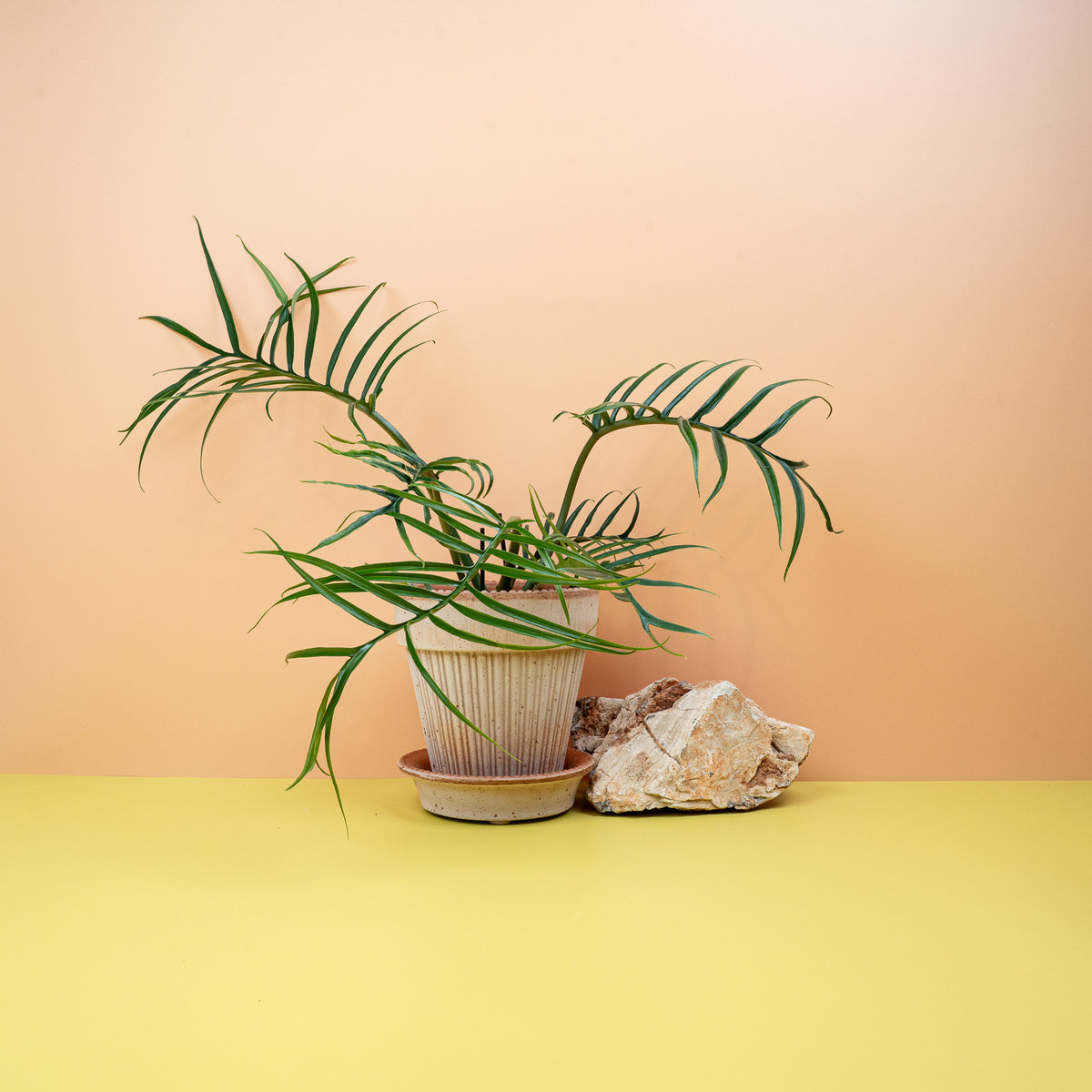 Philodendron Tortum – Zimmerpflanze mit gewundenen Blättern – potflourri