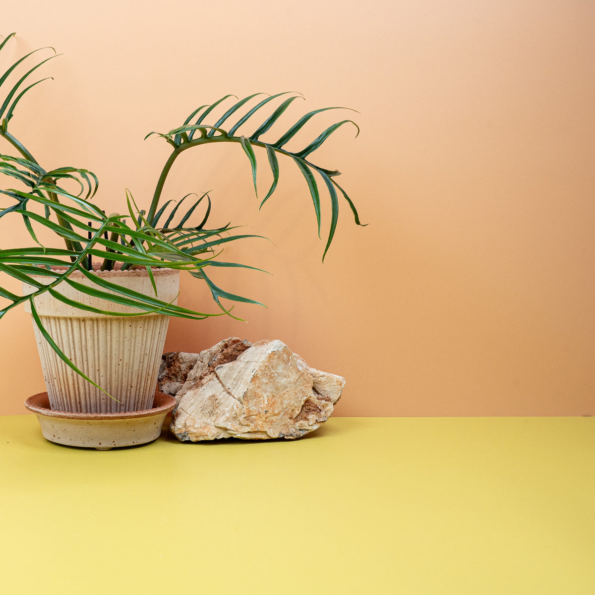 Philodendron Tortum mit spiralförmiger Blattstruktur