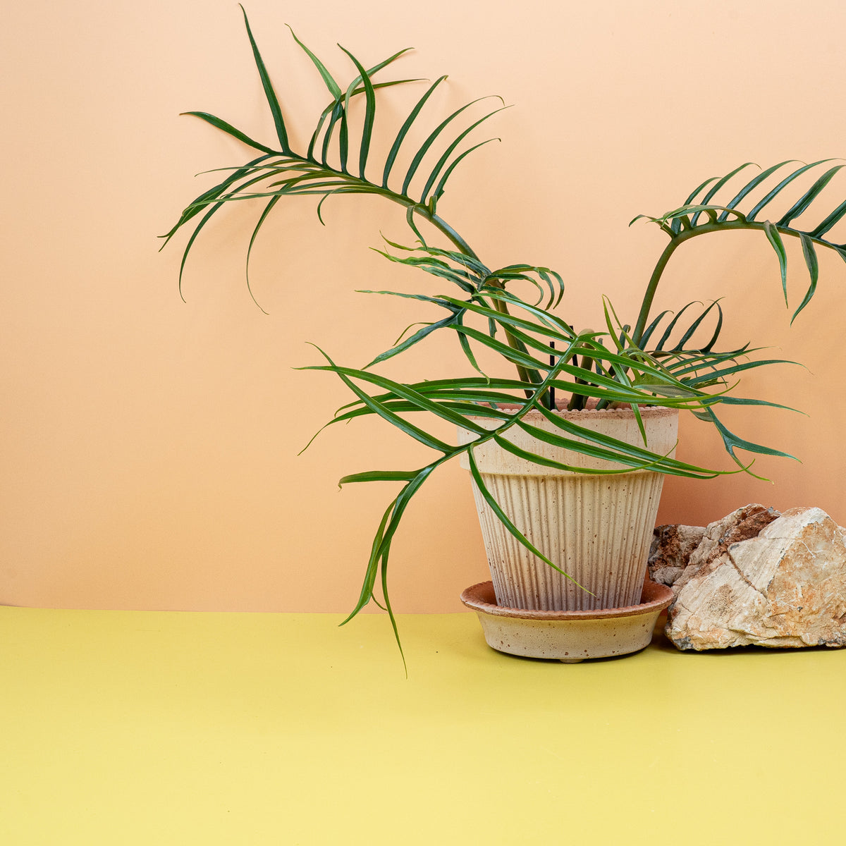 Philodendron Tortum – ungewöhnliche, markante Erscheinung