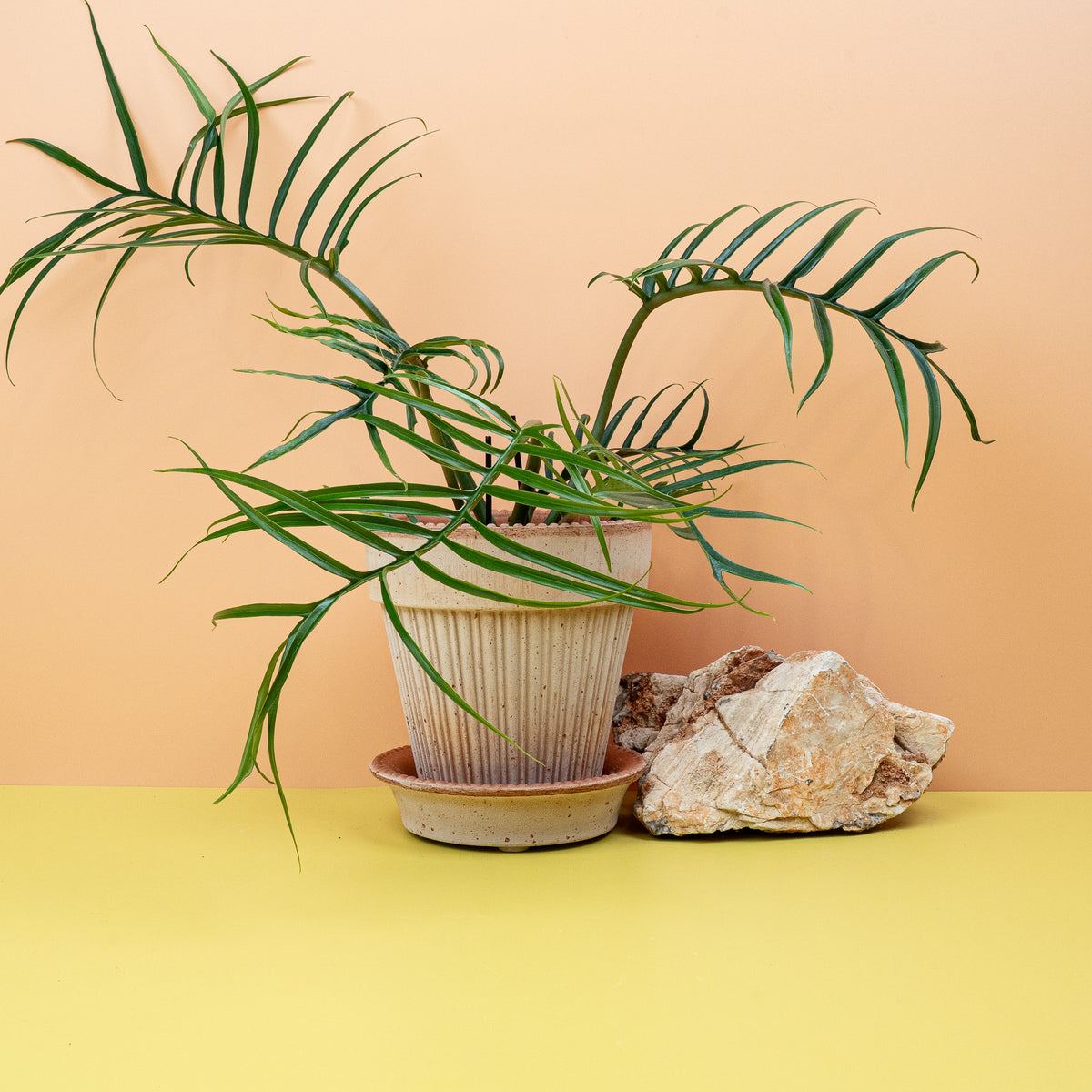 Philodendron Tortum – anpassungsfähig und pflegeleicht