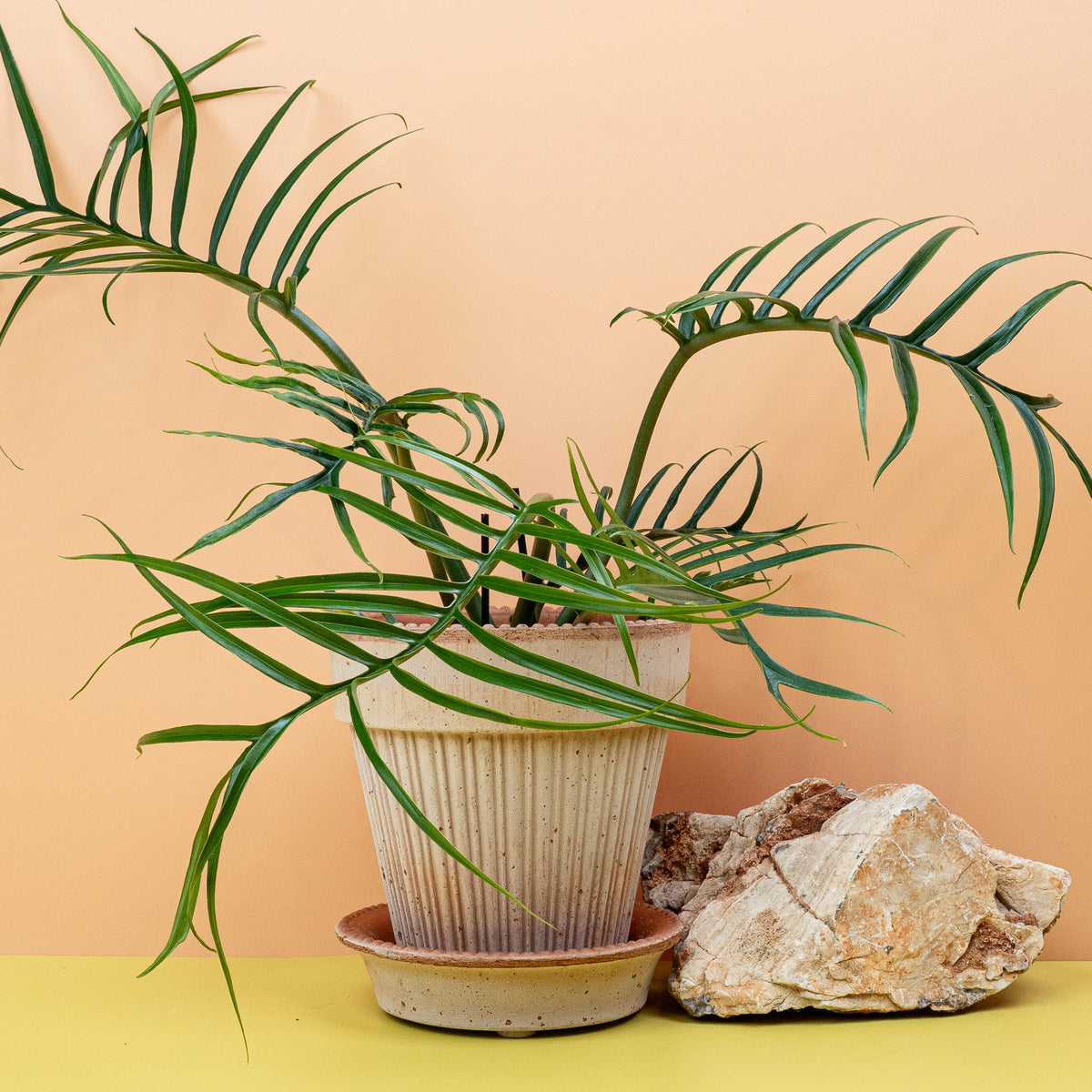 Philodendron Tortum für unterschiedliche Lichtverhältnisse