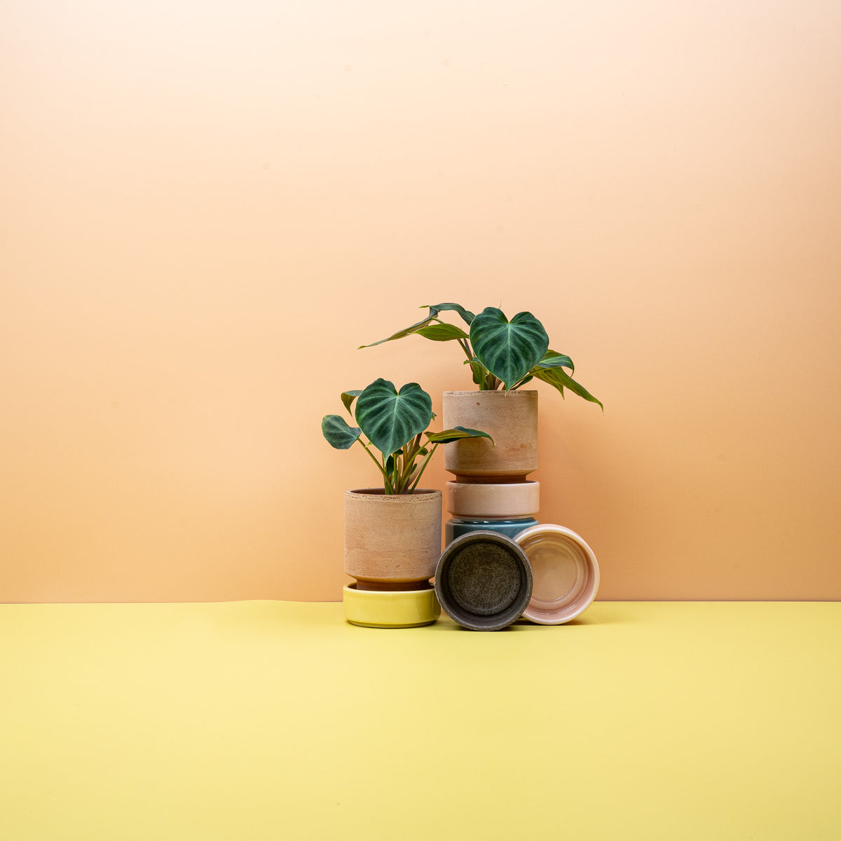 Philodendron verrucosum – rot behaarter Blattstiel im Detail