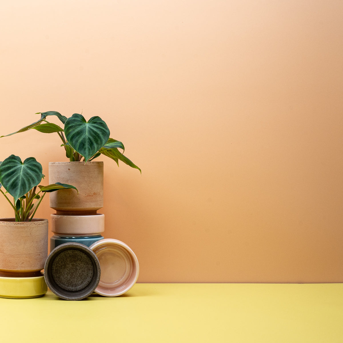 Philodendron verrucosum kletternd an einer Rankhilfe