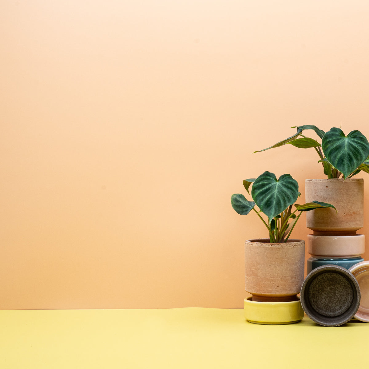 Philodendron verrucosum – Gesamtansicht der Pflanze im Topf