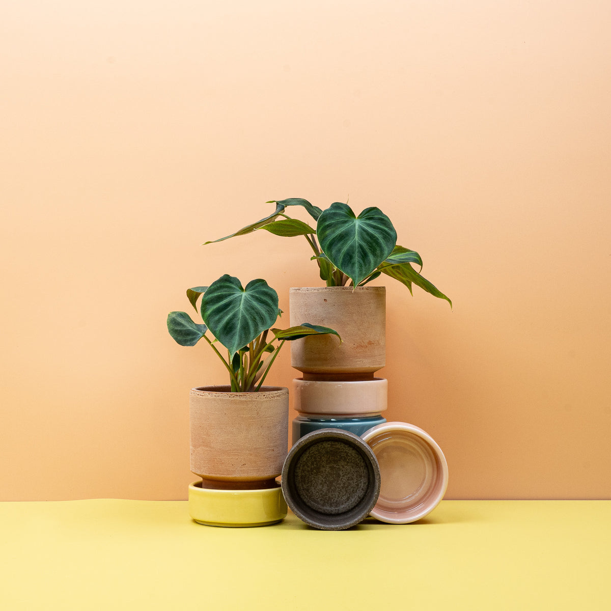 Philodendron Verrucosum – Ansicht 9