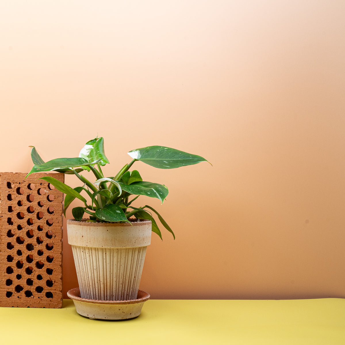 Philodendron White Princess – grüne Basis mit weißen Akzenten