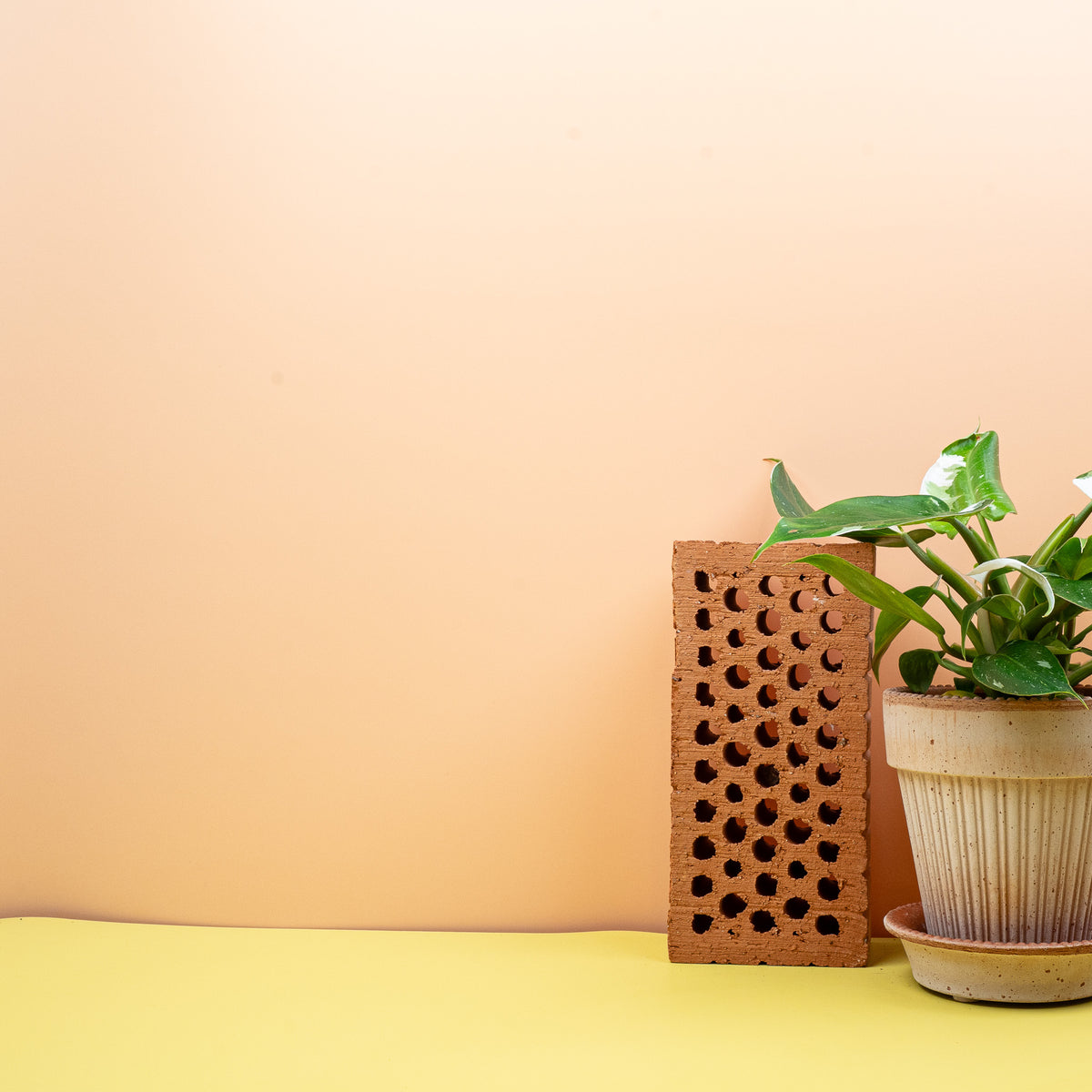 Seltener Philodendron White Princess für Sammler
