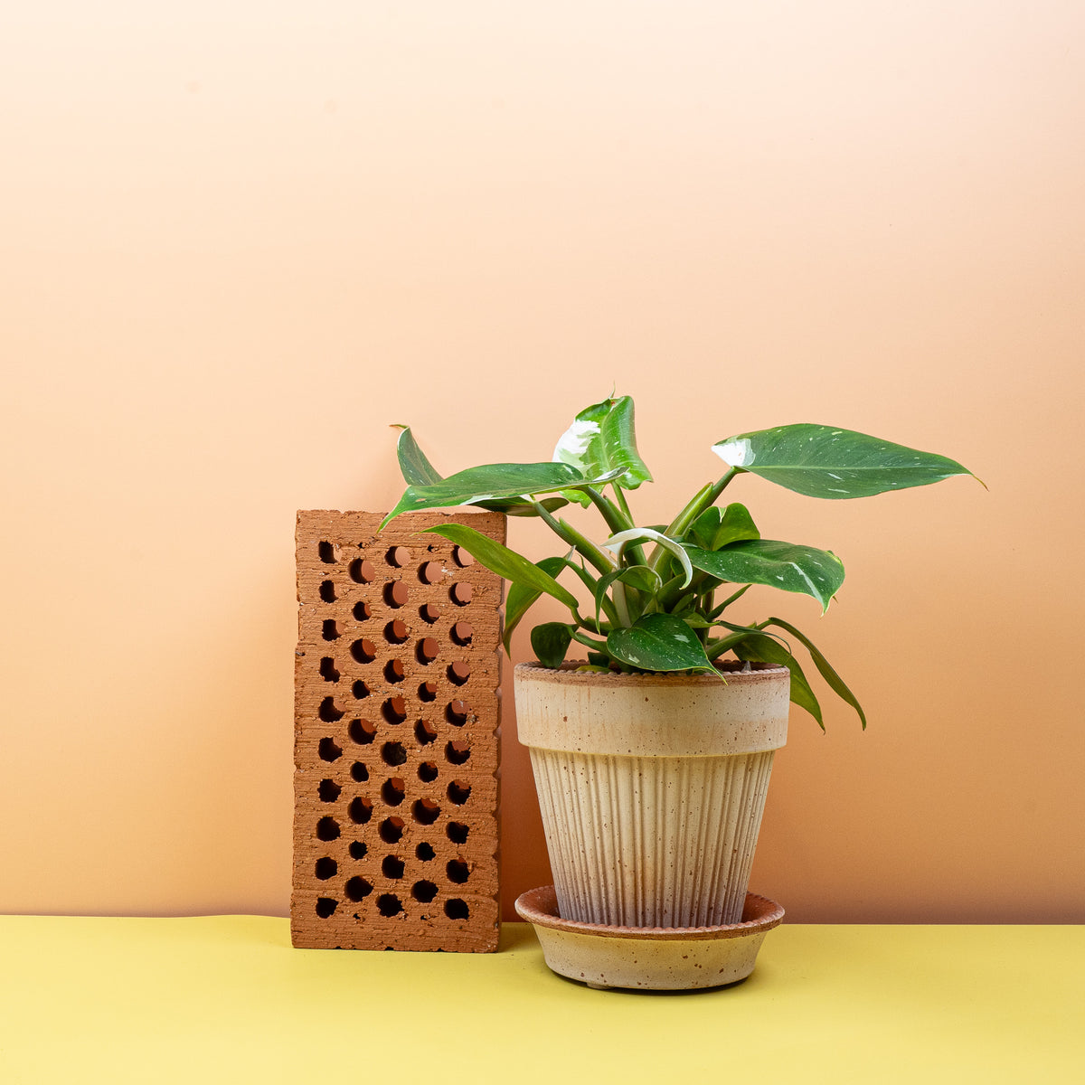 Philodendron White Princess – Zimmerpflanze mit weißer Panaschierung – potflourri