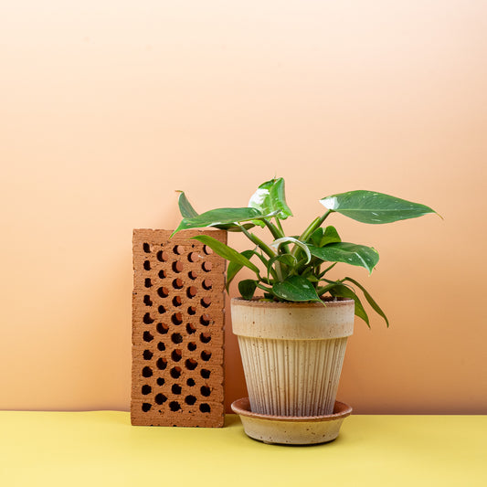 Philodendron White Princess – Zimmerpflanze mit weißer Panaschierung – potflourri