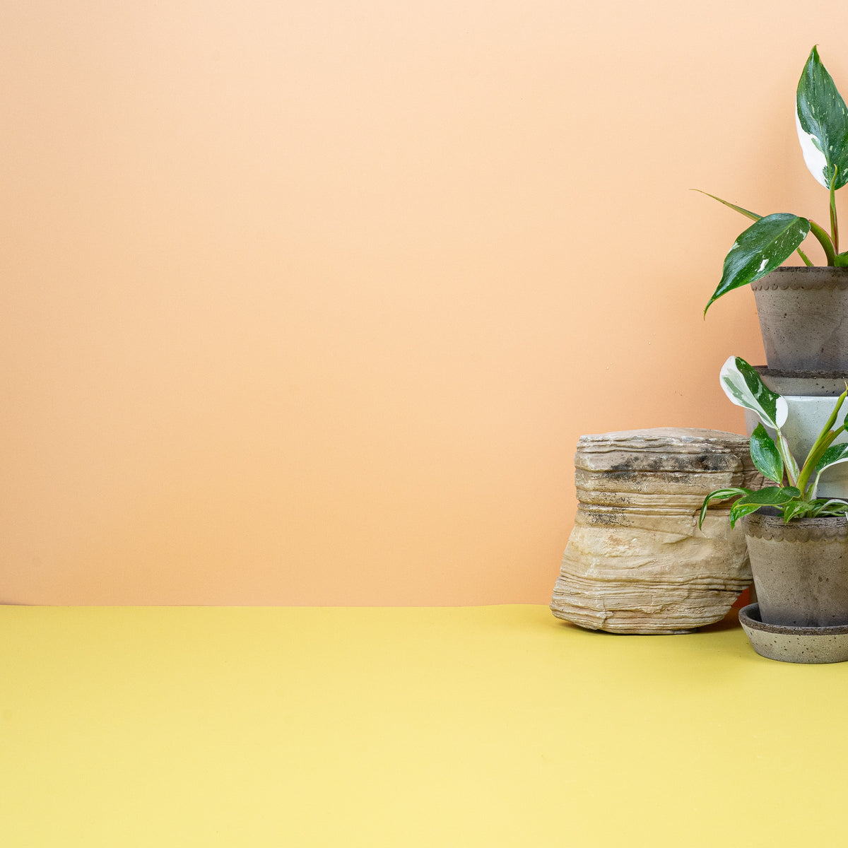 Philodendron White Princess – weiß gesprenkelte Blattzeichnung – potflourri