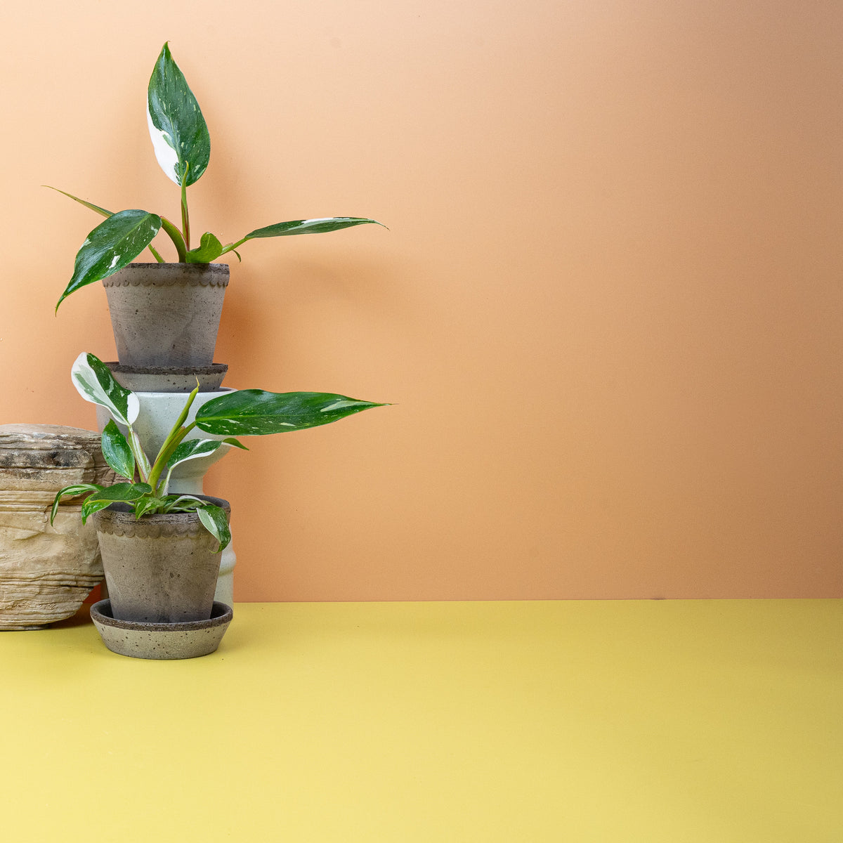 Philodendron White Princess – grüner Blattstiel mit rosa getönter Kante – potflourri