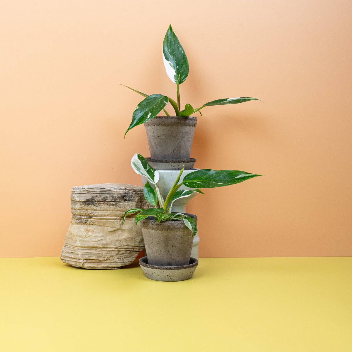Philodendron White Princess im Kulturtopf, kletternde Aracee – potflourri