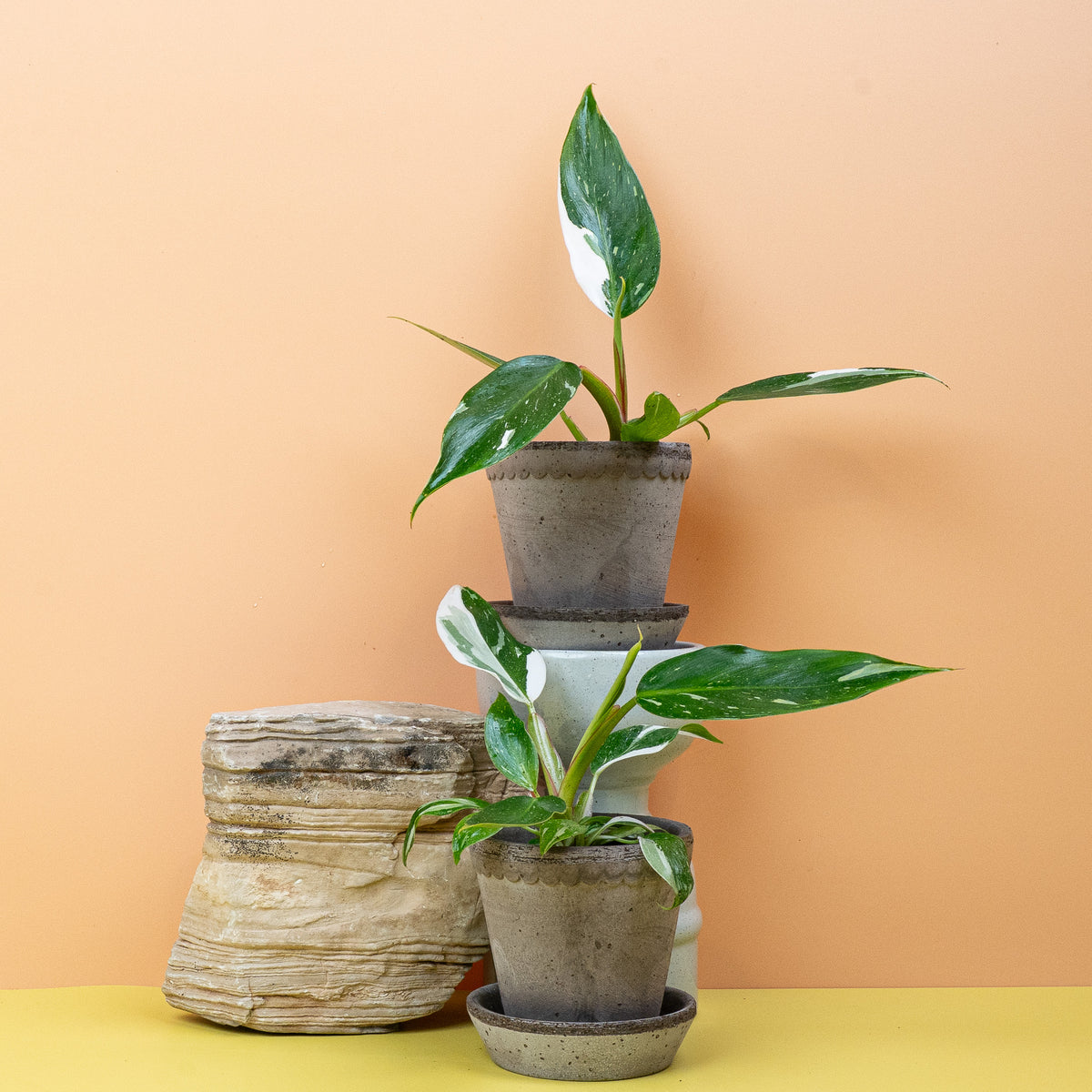 Philodendron White Princess – schmale Blätter mit weißen Sektoren – potflourri