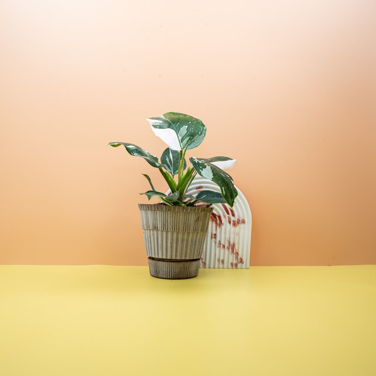 Philodendron White Wizard mit breiten Blättern in Grün bis Weiß
