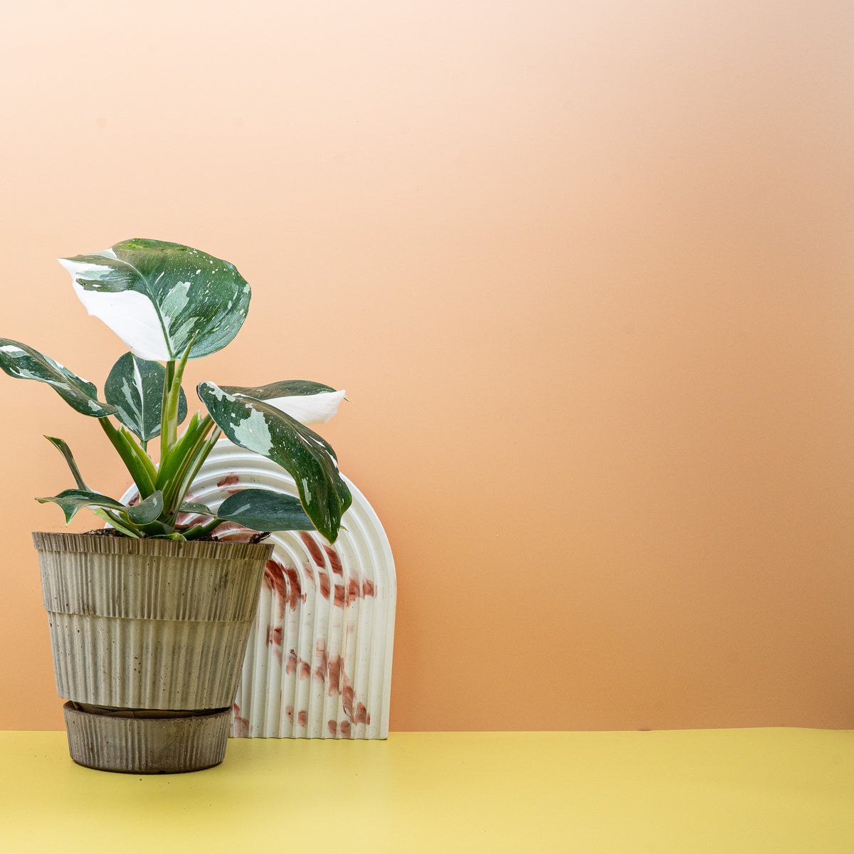 Philodendron White Wizard – kletternde Wuchsform