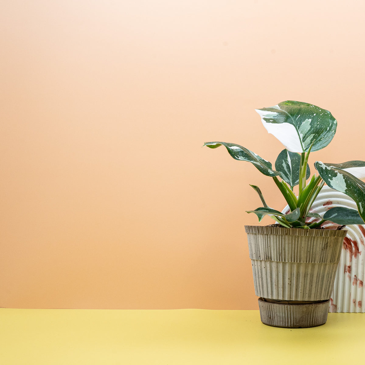 Philodendron White Wizard aus dem tropischen Regenwald