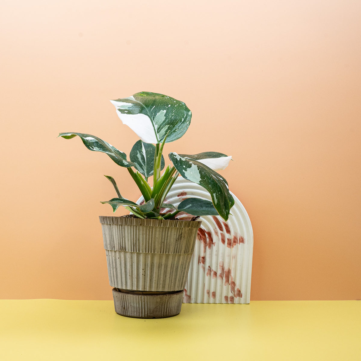 Philodendron White Wizard – Zimmerpflanze mit weißer Panaschierung – potflourri