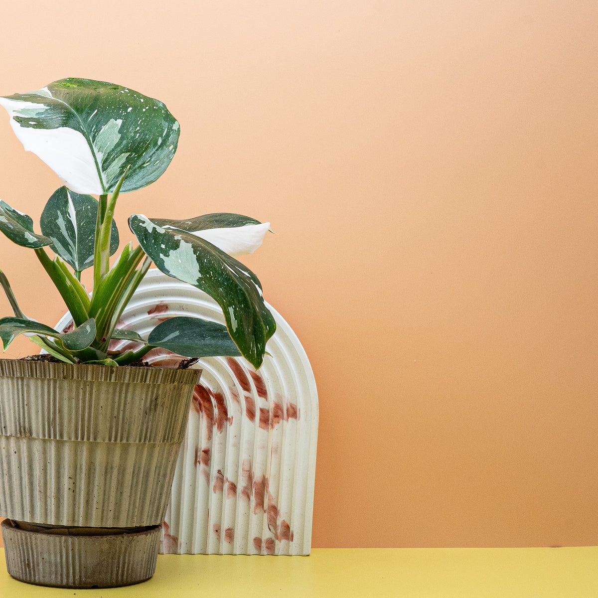 Philodendron White Wizard – imposante, breite Blätter