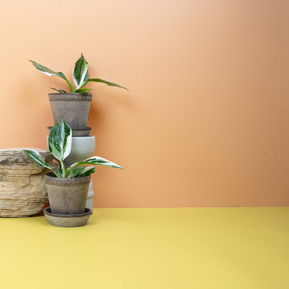 Philodendron White Wizard, panaschiertes Blatt mit weißen Sektoren