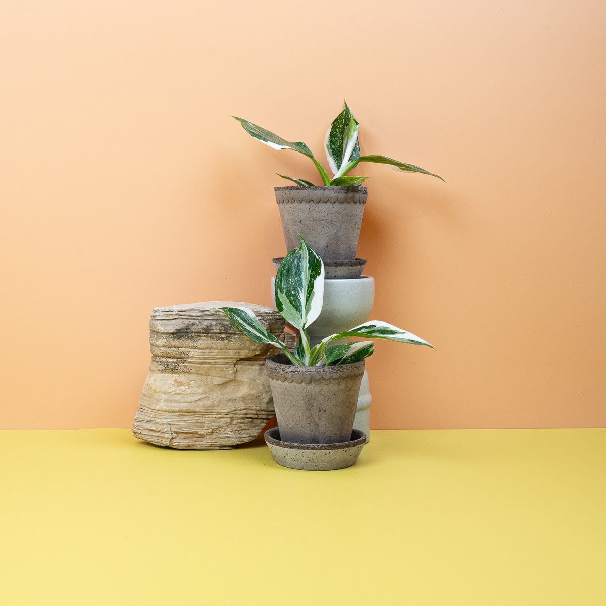 Philodendron White Wizard als Highlight jeder Sammlung