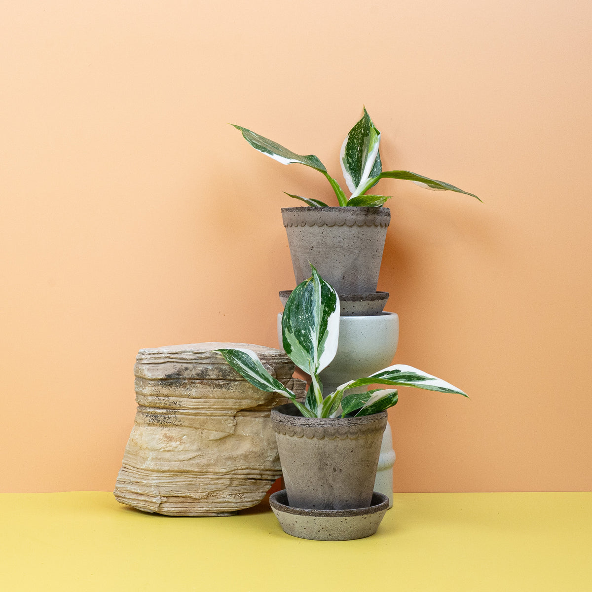 Philodendron White Wizard im Topf, Zimmerpflanze von potflourri
