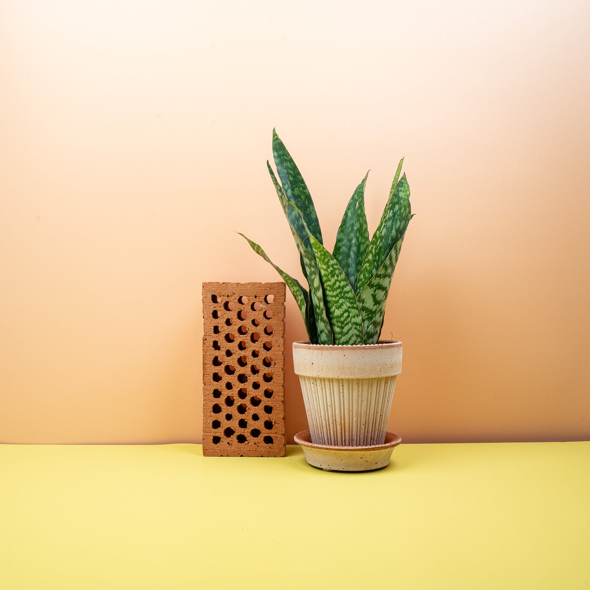 Sansevieria Aubrytiana Dragon – breitblättriger Bogenhanf – potflourri