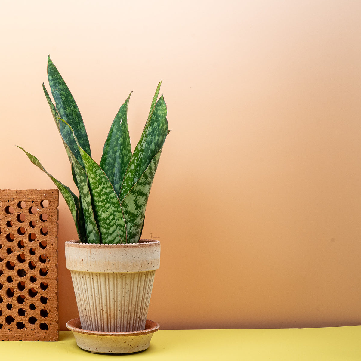 Aubrytiana Dragon (Dracaena aubrytiana), Sansevieria mit breiten, festen Blättern