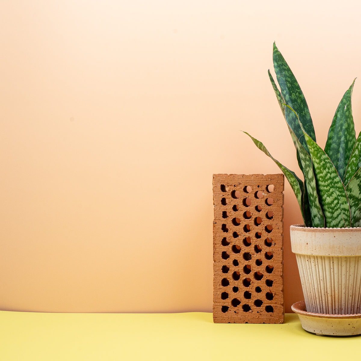 Pflegeleichte Sansevieria Aubrytiana Dragon in Größe M oder L